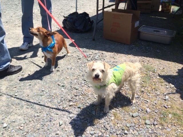 henson fuerst attorneys, carolina animal rescue and adoption, ride for their lives, north carolina bicycle accident lawyers